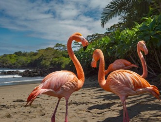 Flamingo Beach