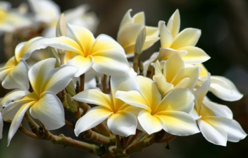 «ICC Hawaii»     